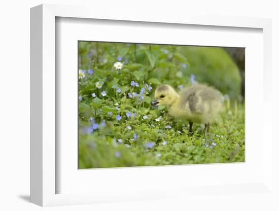 Canada Goose, Branta Canadensis, Fledglings, Meadow, Side View, Standing-David & Micha Sheldon-Framed Photographic Print