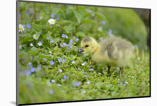 Canada Goose, Branta Canadensis, Fledglings, Meadow, Side View, Standing-David & Micha Sheldon-Mounted Photographic Print