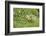 Canada Goose, Branta Canadensis, Fledglings, Meadow, Side View, Standing-David & Micha Sheldon-Framed Photographic Print