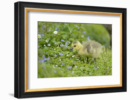 Canada Goose, Branta Canadensis, Fledglings, Meadow, Side View, Standing-David & Micha Sheldon-Framed Photographic Print