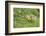 Canada Goose, Branta Canadensis, Fledglings, Meadow, Side View, Standing-David & Micha Sheldon-Framed Photographic Print