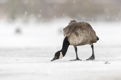 Canada deals goose kent