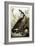 Canada Goose, C.1827-1838-John James Audubon-Framed Giclee Print