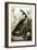 Canada Goose, C.1827-1838-John James Audubon-Framed Giclee Print