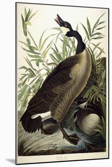 Canada Goose, C.1827-1838-John James Audubon-Mounted Giclee Print