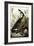 Canada Goose, C.1827-1838-John James Audubon-Framed Giclee Print