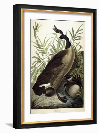 Canada Goose, C.1827-1838-John James Audubon-Framed Giclee Print