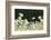 Canada Goose. Europe, Germany, Bavaria-Martin Zwick-Framed Photographic Print