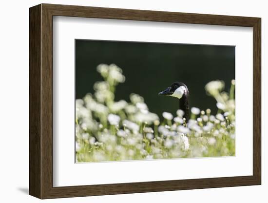 Canada Goose. Europe, Germany, Bavaria-Martin Zwick-Framed Photographic Print