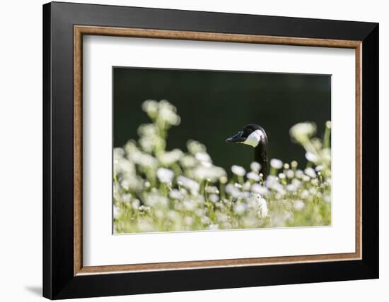 Canada Goose. Europe, Germany, Bavaria-Martin Zwick-Framed Photographic Print