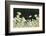 Canada Goose. Europe, Germany, Bavaria-Martin Zwick-Framed Photographic Print