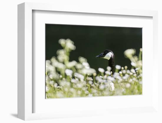 Canada Goose. Europe, Germany, Bavaria-Martin Zwick-Framed Photographic Print