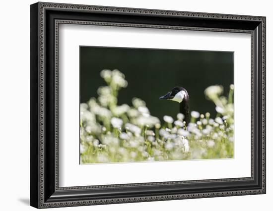 Canada Goose. Europe, Germany, Bavaria-Martin Zwick-Framed Photographic Print