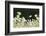 Canada Goose. Europe, Germany, Bavaria-Martin Zwick-Framed Photographic Print