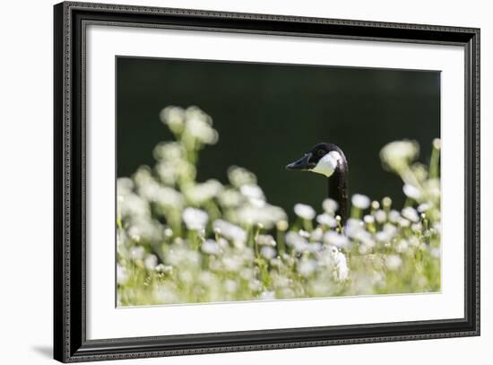 Canada Goose. Europe, Germany, Bavaria-Martin Zwick-Framed Photographic Print