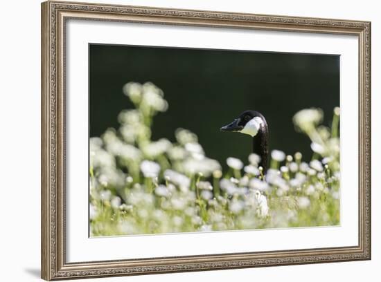 Canada Goose. Europe, Germany, Bavaria-Martin Zwick-Framed Photographic Print