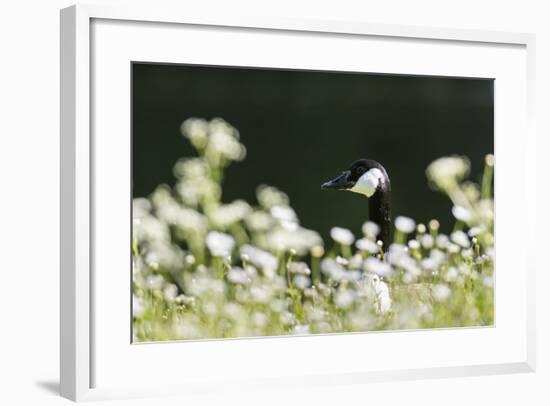 Canada Goose. Europe, Germany, Bavaria-Martin Zwick-Framed Photographic Print