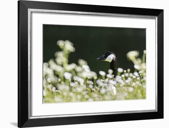 Canada Goose. Europe, Germany, Bavaria-Martin Zwick-Framed Photographic Print