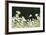 Canada Goose. Europe, Germany, Bavaria-Martin Zwick-Framed Photographic Print