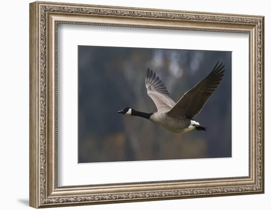 Canada goose flying-Ken Archer-Framed Photographic Print