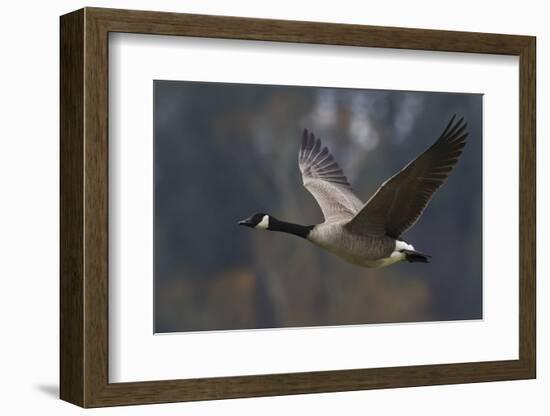 Canada goose flying-Ken Archer-Framed Photographic Print