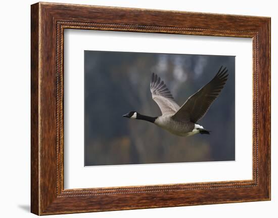 Canada goose flying-Ken Archer-Framed Photographic Print