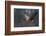 Canada goose flying-Ken Archer-Framed Photographic Print
