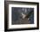 Canada goose flying-Ken Archer-Framed Photographic Print