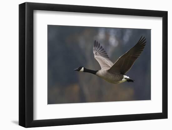 Canada goose flying-Ken Archer-Framed Photographic Print