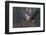 Canada goose flying-Ken Archer-Framed Photographic Print