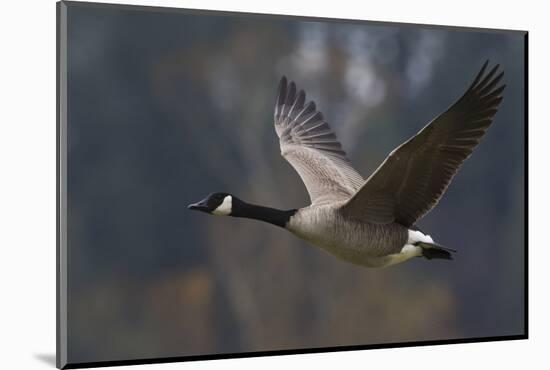 Canada goose flying-Ken Archer-Mounted Photographic Print