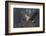 Canada goose flying-Ken Archer-Framed Photographic Print