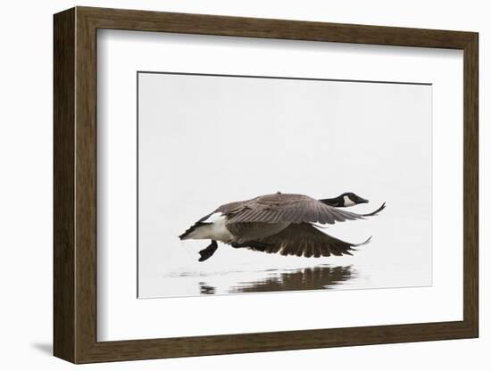 Canada Goose in Flight, Marion County, Illinois-Richard and Susan Day-Framed Photographic Print