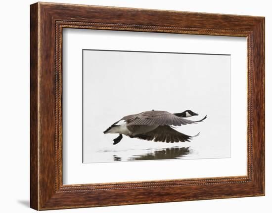 Canada Goose in Flight, Marion County, Illinois-Richard and Susan Day-Framed Photographic Print