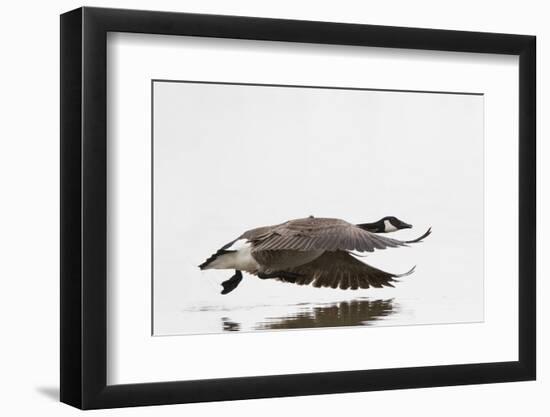 Canada Goose in Flight, Marion County, Illinois-Richard and Susan Day-Framed Photographic Print
