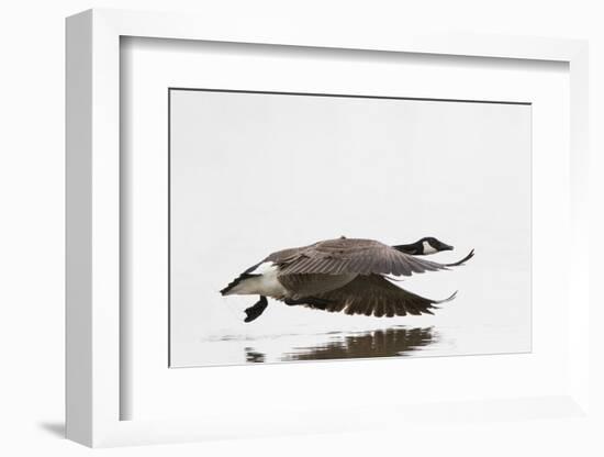 Canada Goose in Flight, Marion County, Illinois-Richard and Susan Day-Framed Photographic Print