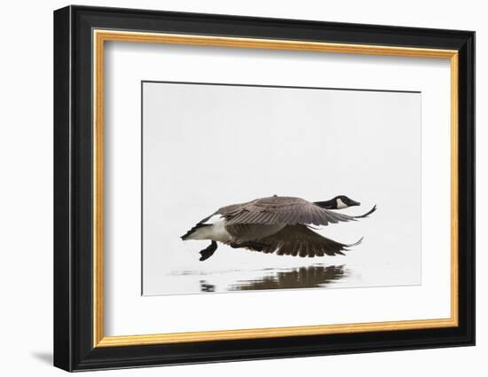 Canada Goose in Flight, Marion County, Illinois-Richard and Susan Day-Framed Photographic Print