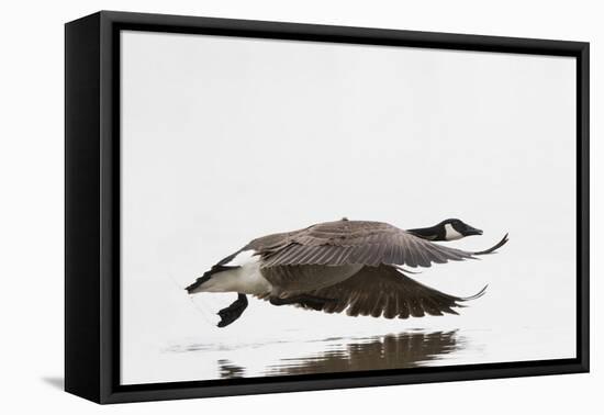 Canada Goose in Flight, Marion County, Illinois-Richard and Susan Day-Framed Premier Image Canvas