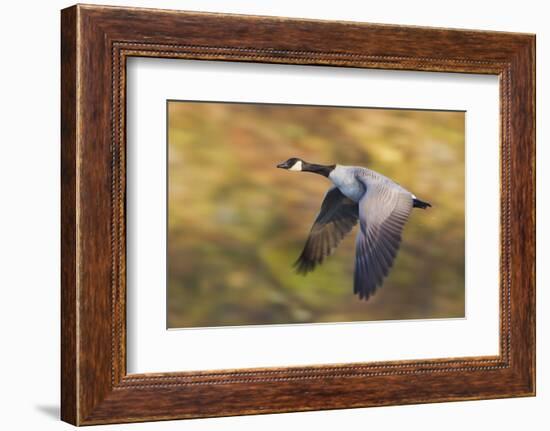 Canada Goose in Flight-Ken Archer-Framed Photographic Print