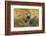 Canada Goose in Flight-Ken Archer-Framed Photographic Print