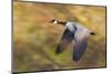 Canada Goose in Flight-Ken Archer-Mounted Photographic Print