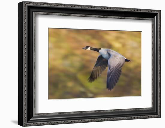 Canada Goose in Flight-Ken Archer-Framed Photographic Print