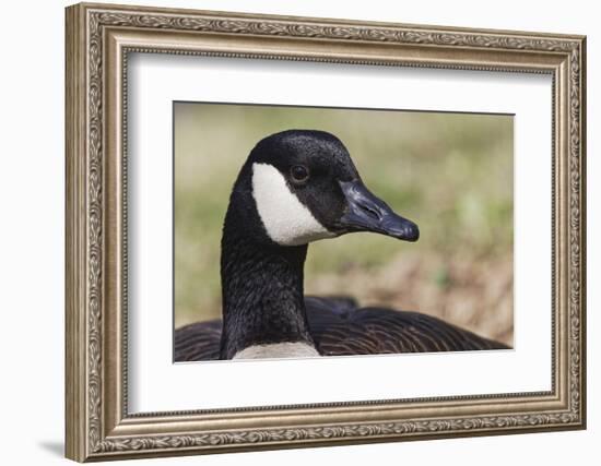 Canada goose, Kentucky-Adam Jones-Framed Photographic Print