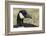 Canada goose, Kentucky-Adam Jones-Framed Photographic Print