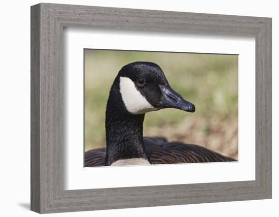 Canada goose, Kentucky-Adam Jones-Framed Photographic Print