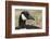 Canada goose, Kentucky-Adam Jones-Framed Photographic Print