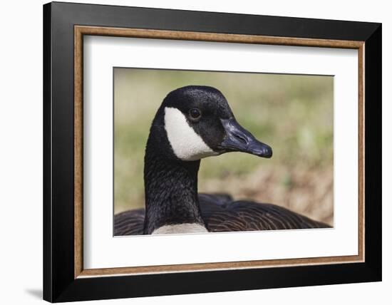 Canada goose, Kentucky-Adam Jones-Framed Photographic Print