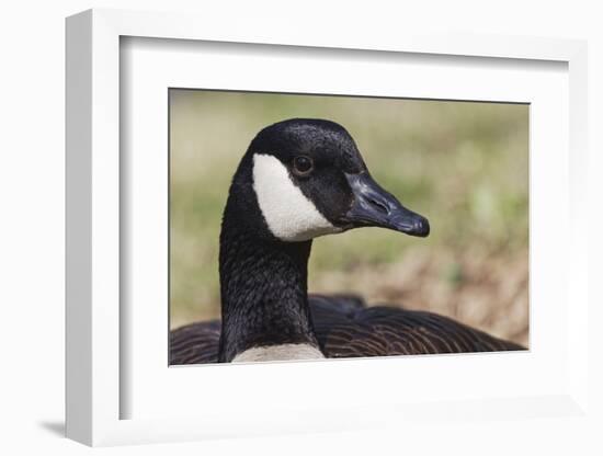 Canada goose, Kentucky-Adam Jones-Framed Photographic Print