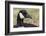 Canada goose, Kentucky-Adam Jones-Framed Photographic Print