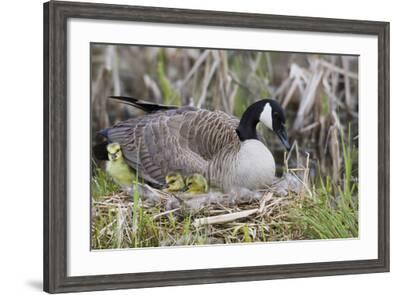 Canada goose clearance pagina oficial octopus